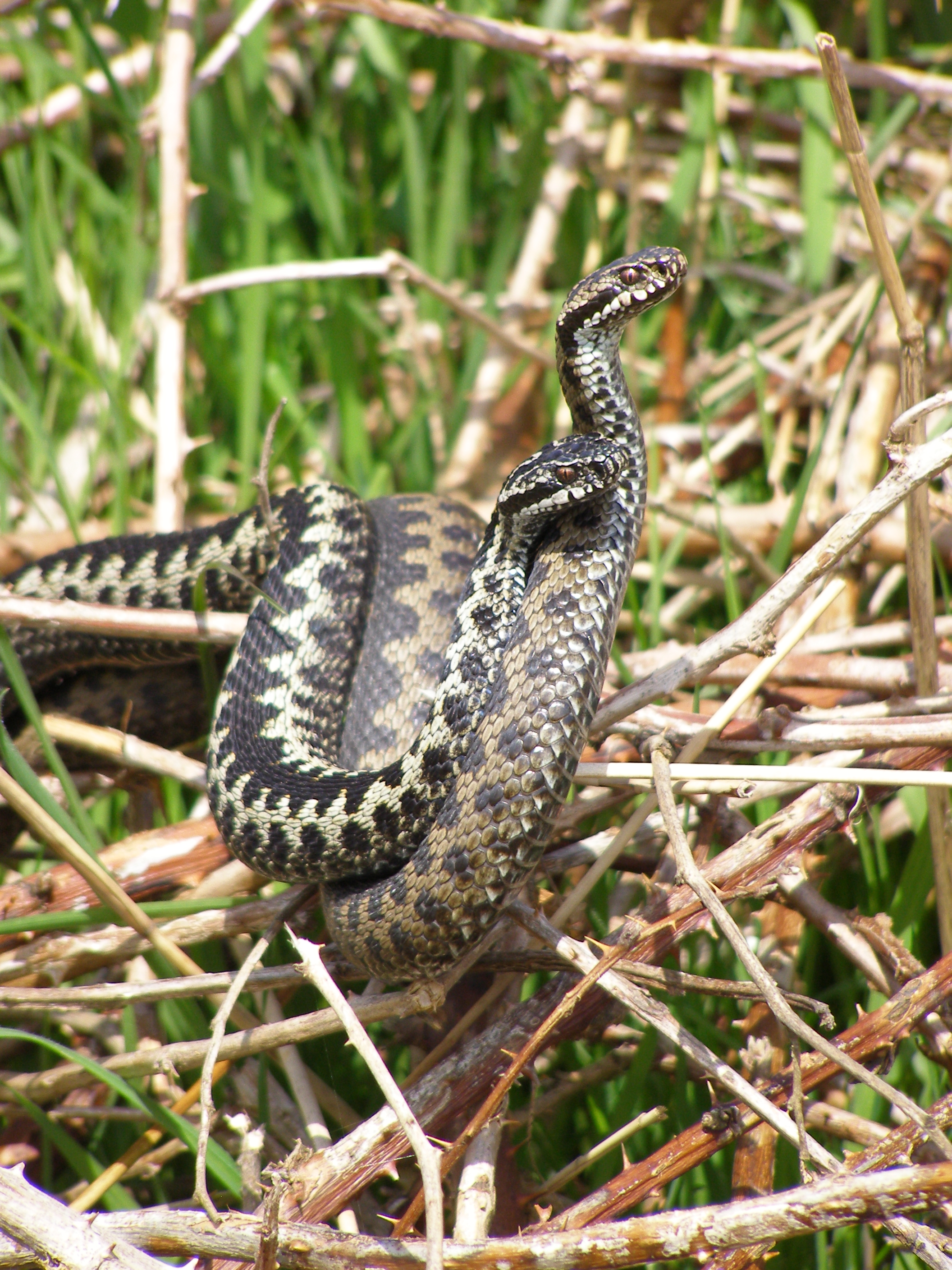 Adder combat copyright Jon Cranfield