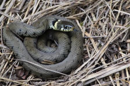 Grass Snake TGs 6th Sept 2017 compressed