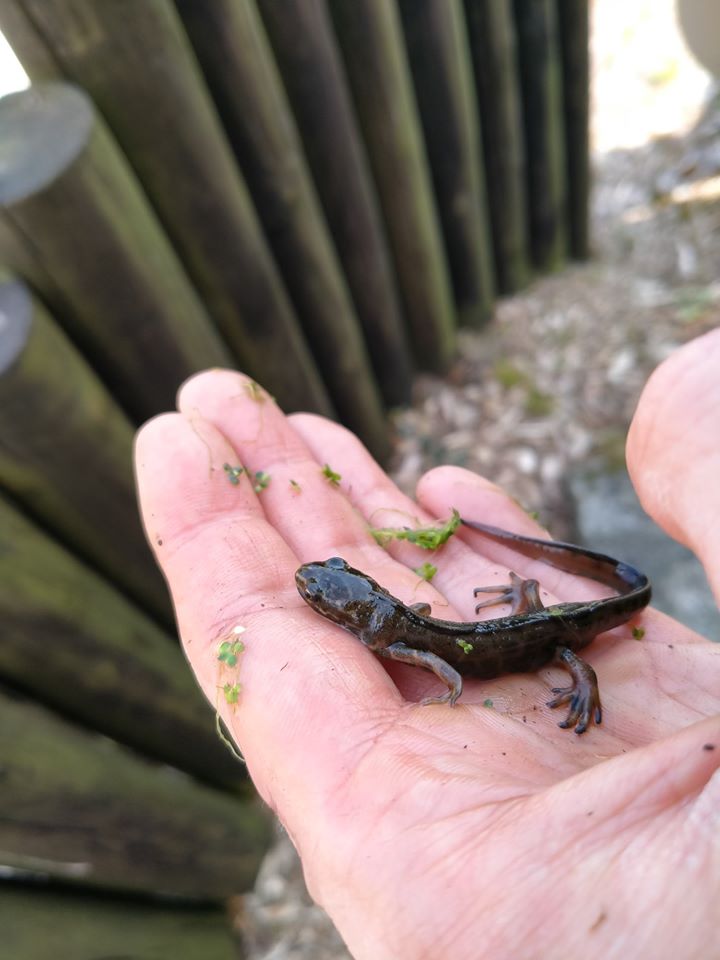 Smooth newt Slieve Gullion 2 Josh Twining