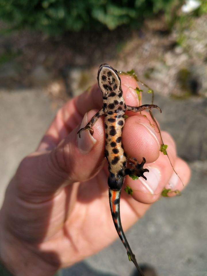 Smooth newt Slieve Gullion Josh Twining