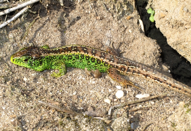 Sand lizard cropped John Baker