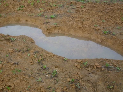 Tadpole_pond_5_Nevendon