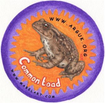 Common Toad (Bufo bufo)