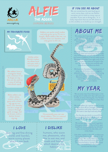 Alfie Adder fun fact sheet for web high