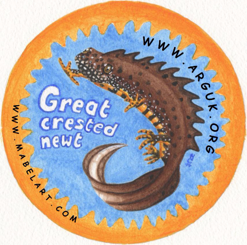 Great crested newt